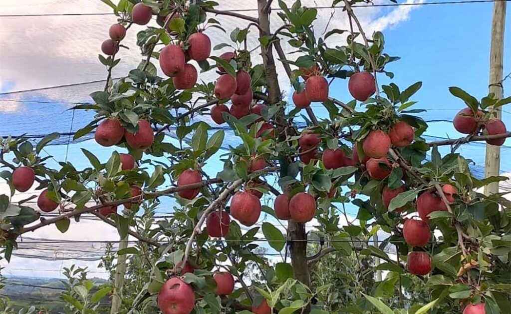 Na Villaggio di Frutta em Fraiburgo você pode ter a experiência de colher maçãs direto no pé/Foto: Maely Silva-Bom Dia SC