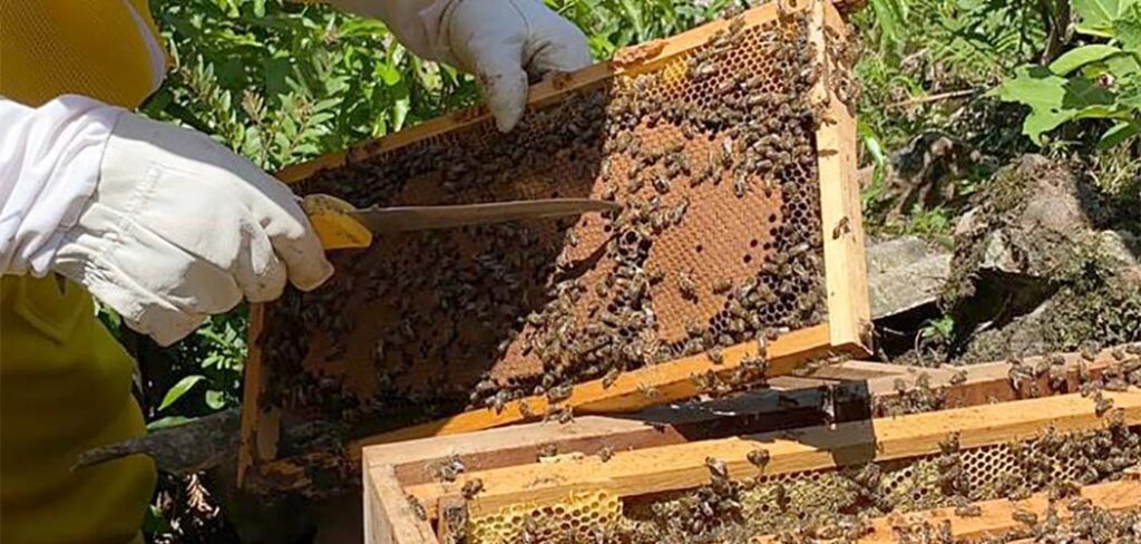 apacitação focou na produção de abelhas rainhas