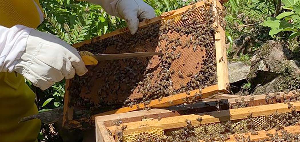 apacitação focou na produção de abelhas rainhas
