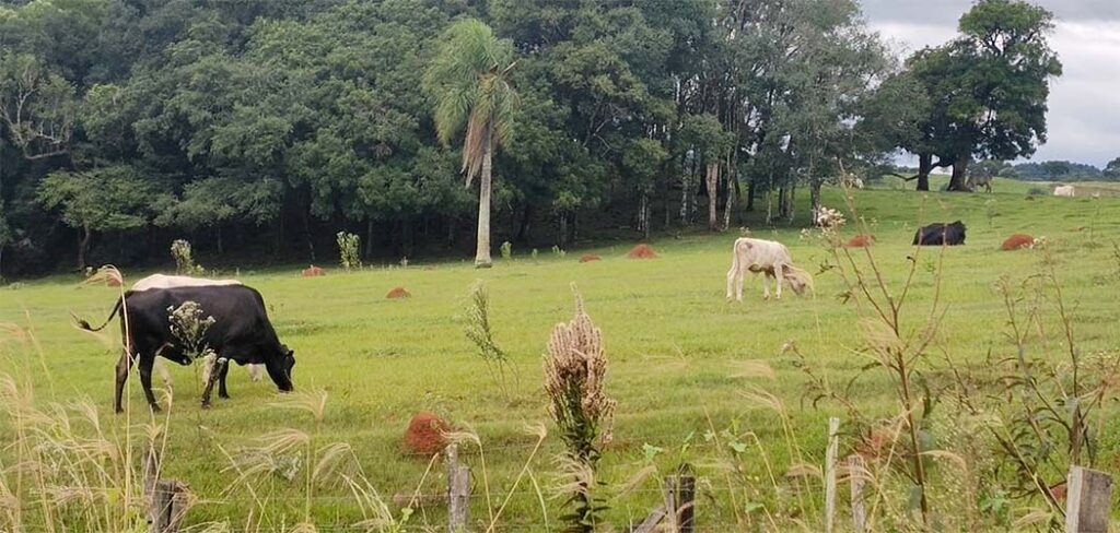 14/10 – É o Dia Nacional da Pecuária/Foto: Maely Silva-Bom Dia SC