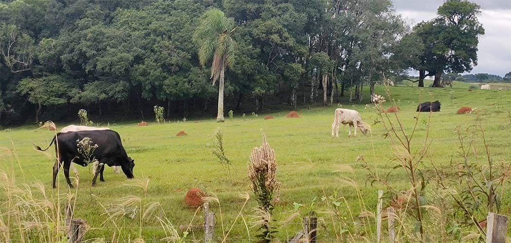 14/10 – É o Dia Nacional da Pecuária/Foto: Maely Silva-Bom Dia SC