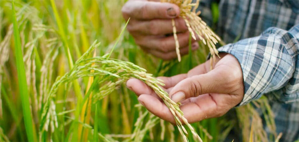 "É necessário observar as oportunidades e mitigar os riscos", diz especialista, sobre o mercado do arroz/Foto: Internet