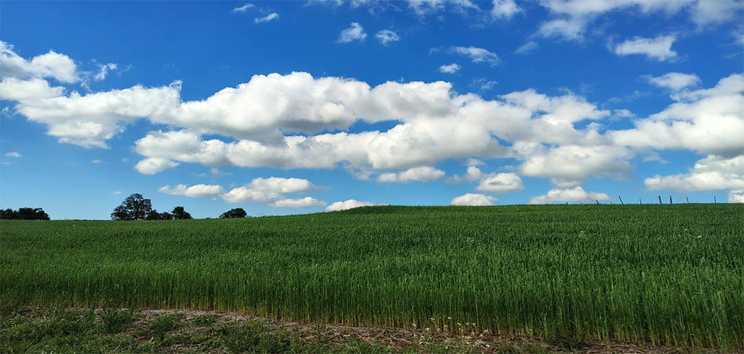 Sistema de Plantio Direto impulsiona a sustentabilidade no agro/ Foto: Maythe Novak - Bom Dia SC
