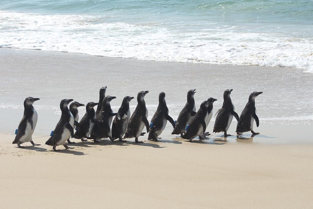 Pinguins retornam ao mar na Praia do Moçambique, em Florianópolis, após serem resgatados e reabilitados