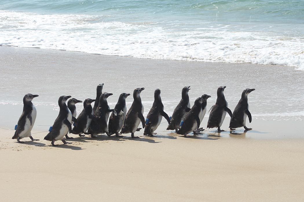 Pinguins retornam ao mar na Praia do Moçambique, em Florianópolis, após serem resgatados e reabilitados