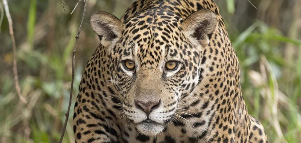 A onça-pintada é o maior felino das Américas e o terceiro maior do mundo/Foto: Leonarodo Ramos