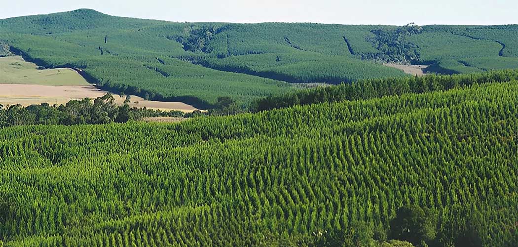 Irani mantém pioneirismo em ações para reduzir e compensar emissões de gases do efeito estufa