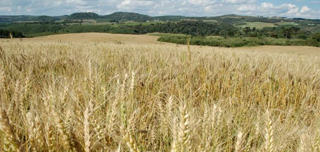 Nos últimos seis anos a produção catarinense de trigo cresceu 180%, enquanto a nacional aumentou 76%/(Foto: Aires Mariga