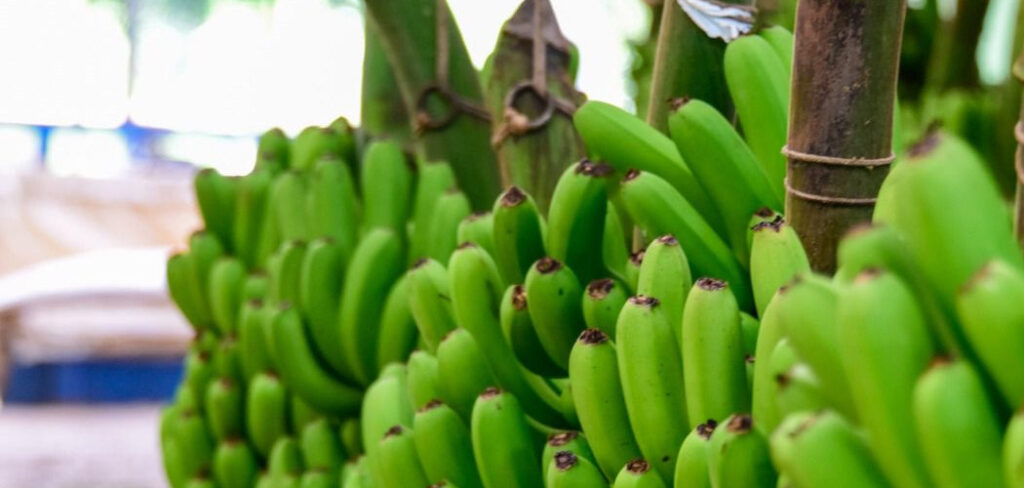 Santa Catarina recebeu mais um reconhecimento de IG, concedido pelo INPI a Banana de Luiz Alves/Foto: Antônio Carlos Mafalda