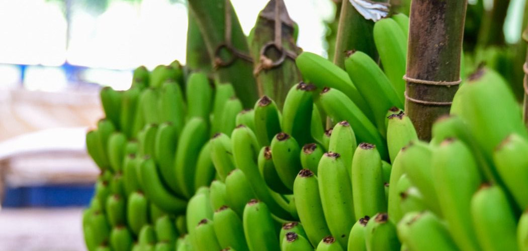 Santa Catarina recebeu mais um reconhecimento de IG, concedido pelo INPI a Banana de Luiz Alves/Foto: Antônio Carlos Mafalda
