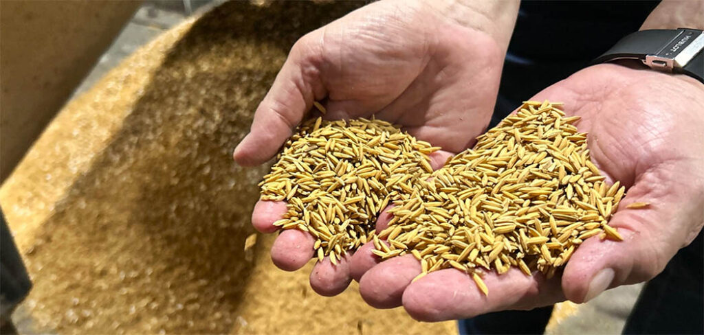 Depois de um ano desafiador, indústrias de arroz mantêm otimismo para 2025