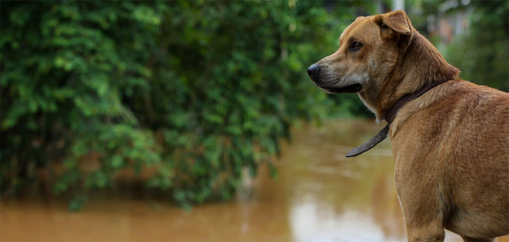 SC lança campanha para conscientizar sobre a guarda responsável dos animais