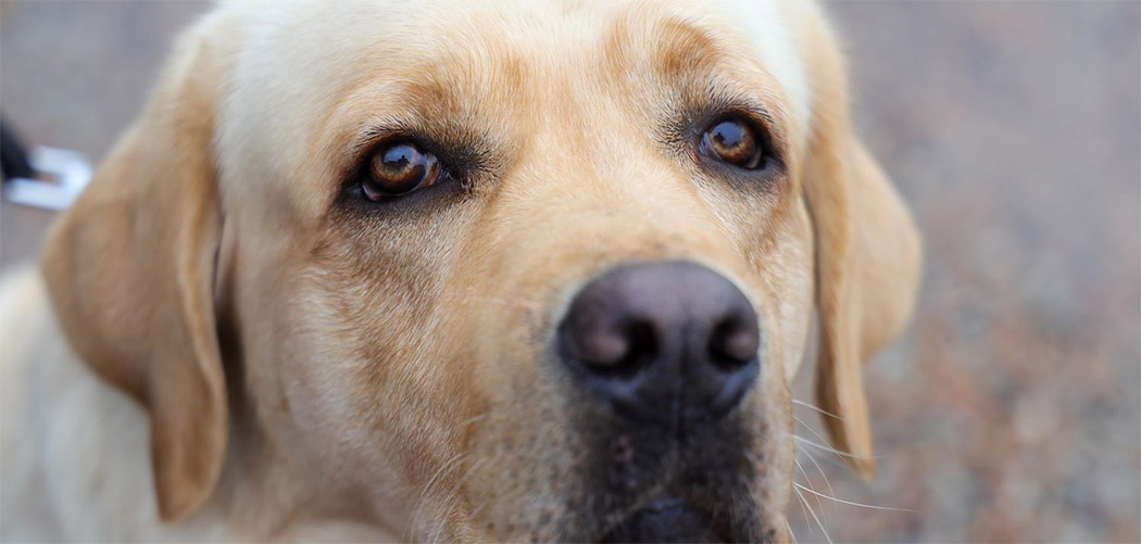 SC lança campanha para conscientizar população sobre a guarda responsável dos animais