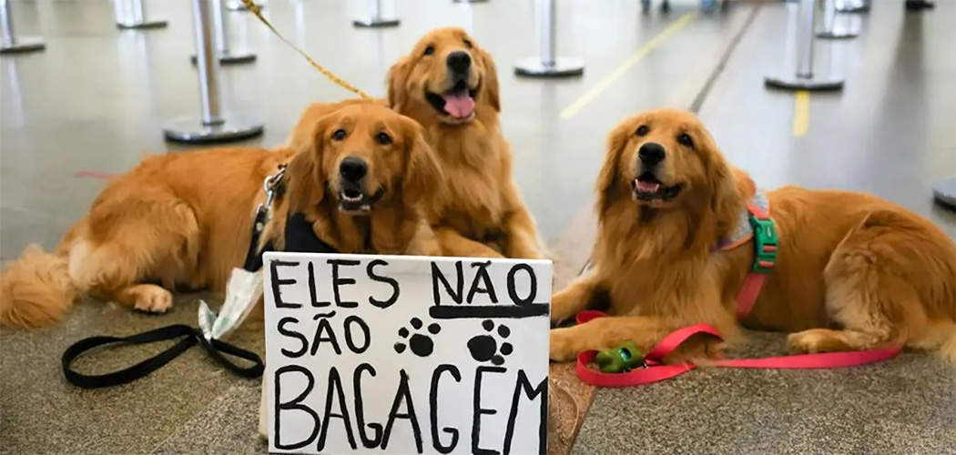 Tutores de pets fazem protesto no Aeroporto Juscelino Kubitschek de Brasília cobrando justiça pela morte do Golden Retriever Joca, durante viagem aérea/Foto: Fabio Rodrigues-Pozzebom/ Agência Brasil