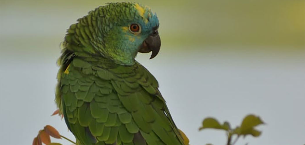 Justiça reconhece ausência de lesão ambiental em caso de guarda de papagaio em Caçador