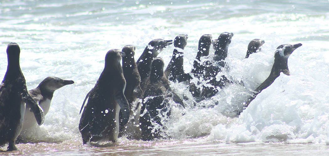 Pinguins receberam cuidados no Centro de Reabilitação da R3 Animal e foram soltos na Praia do Moçambique, em Florianópolis