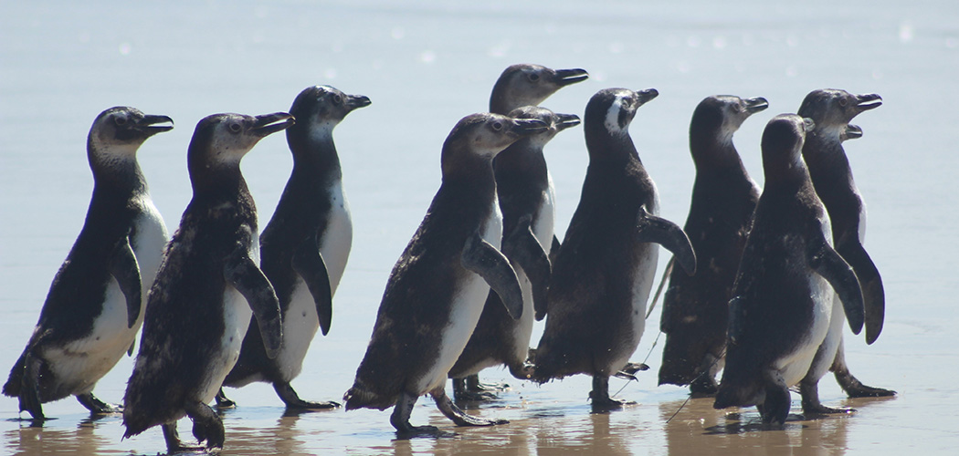 Soltos em Florianópolis, pinguins são monitorados via satélite até suas colônias reprodutivas