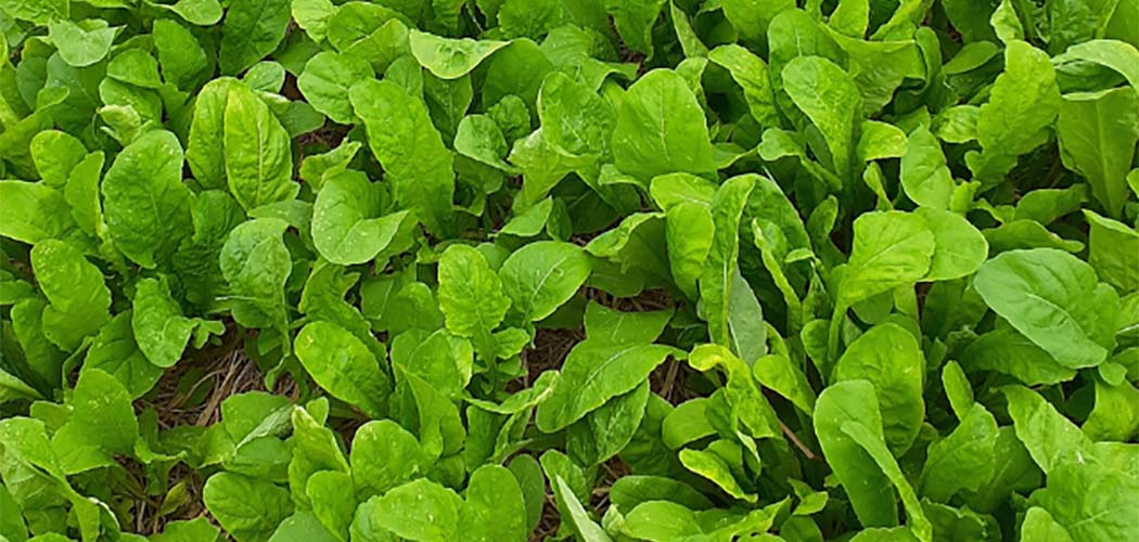 Epagri desenvolve rúcula para cultivo orgânico