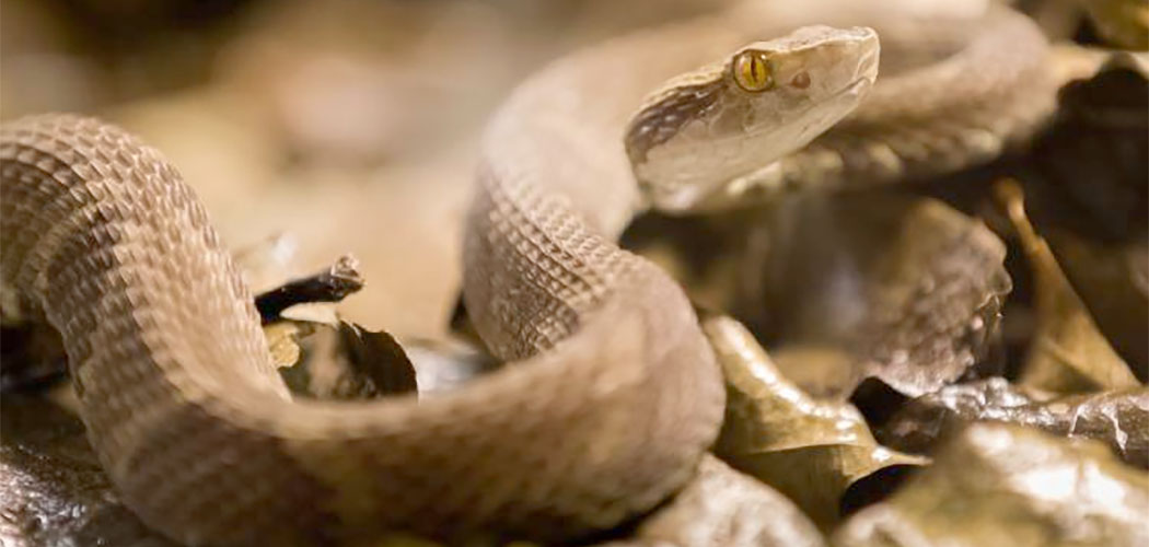 Verão aumenta chances de acidentes com animais peçonhentos: veja como se proteger/Foto: Foto José Felipe Batista e Mateus Serrer, Comunicação Butantan