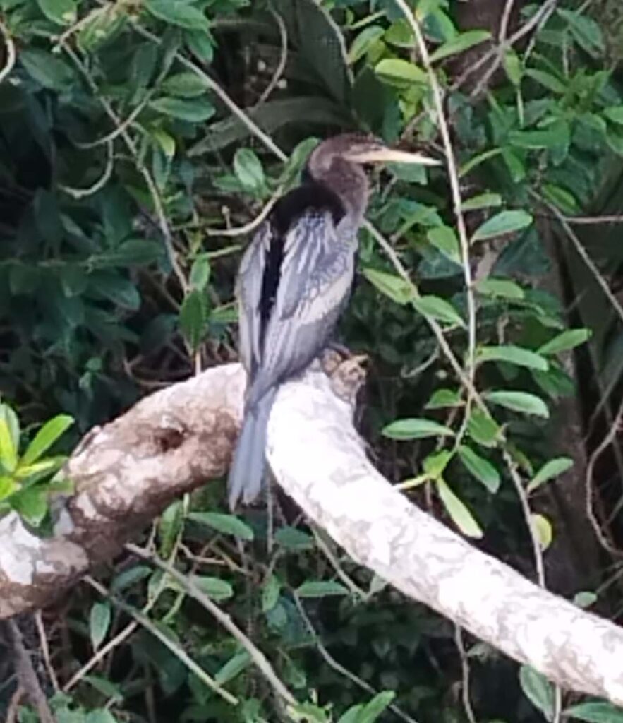 Na Costa Rica o habitat natural tem mais de 935 espécies de avifauna/Foto: Evandro Novak-TV Bom Dia SC