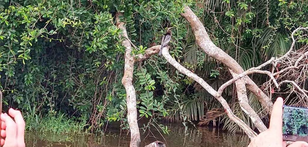 Mais de 300 especialistas em aves validam a riqueza que a Costa Rica concentra na avifauna/Foto: Maely Silva-Bom Dia SC