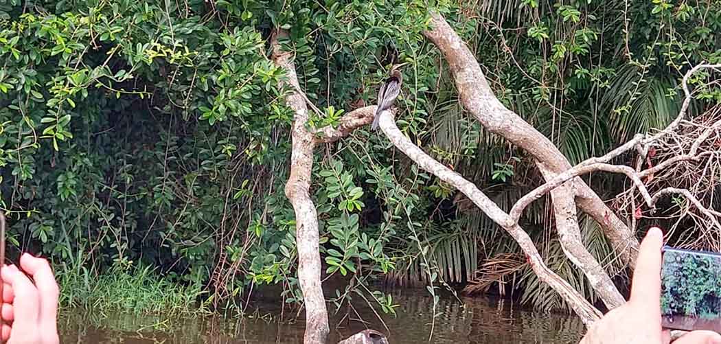 Mais de 300 especialistas em aves validam a riqueza que a Costa Rica concentra na avifauna/Foto: Maely Silva-Bom Dia SC