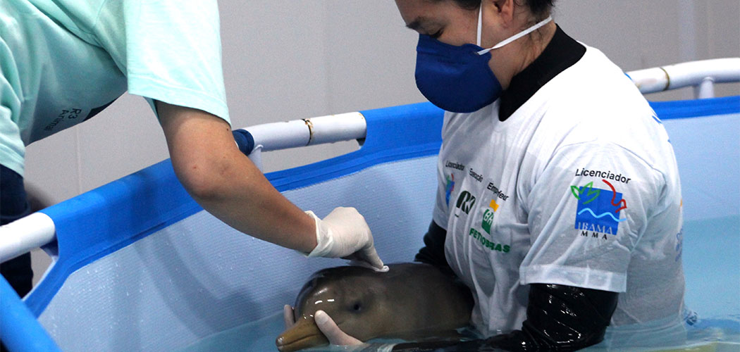 Filhote de golfinho resgatado em Florianópolis morre após 43 dias em reabilitação