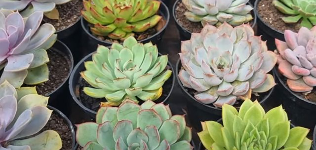 Cultivo de suculentas é alternativa de renda para a agricultura familiar em SC