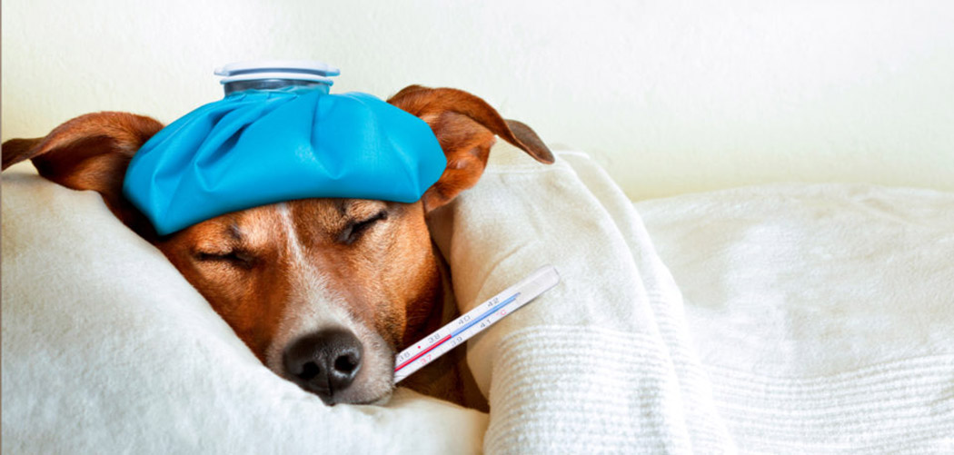 Viroses caninas no verão: como proteger os cães contra as doenças virais