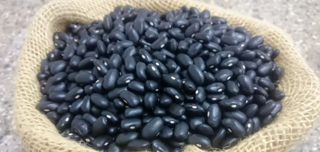 Epagri lança nova variedade de feijão preto na quarta-feira (19) em Pinhalzinho