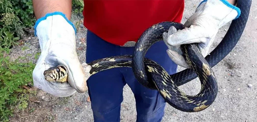 CBMSC alerta sobre os acidentes com animais peçonhentos aumentam no calor