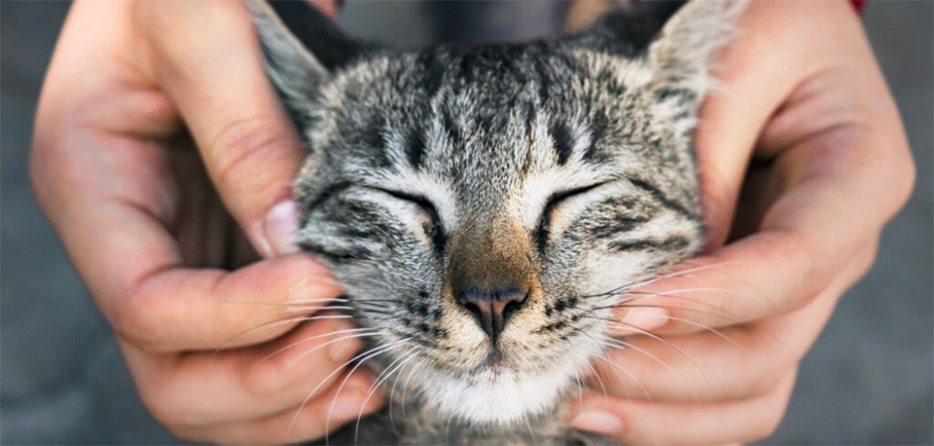 Dia Mundial do Gato (17/02)