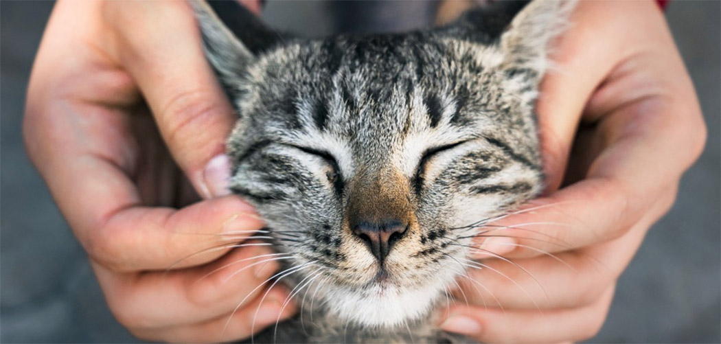 Dia Mundial do Gato (17/02)