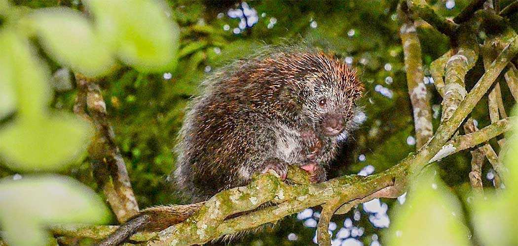 Ouriço-cacheiro: o “jardineiro” da Mata Atlântica é destaque em Itapema