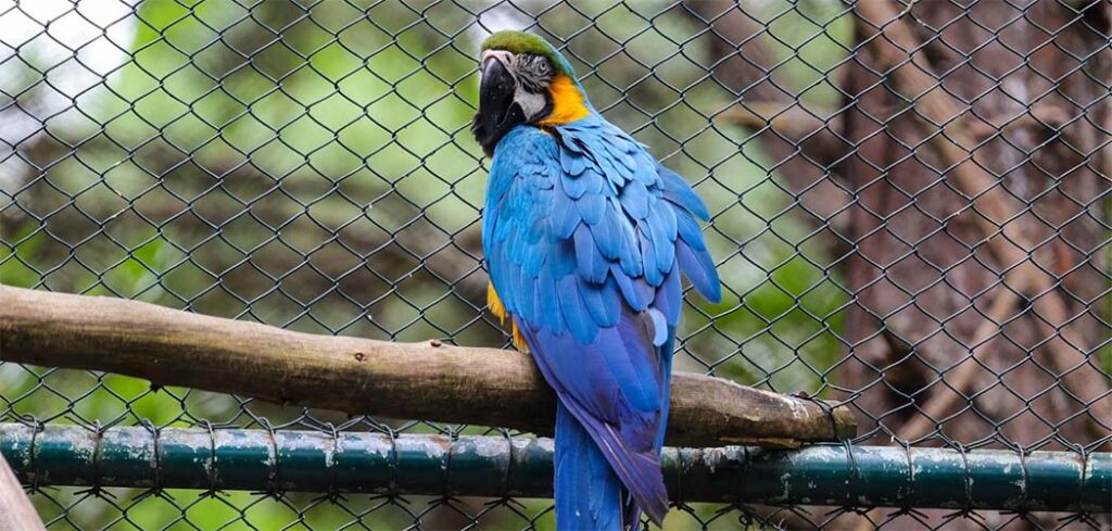 Parque do Rio Vermelho já resgatou e devolveu 30 mil animais à natureza