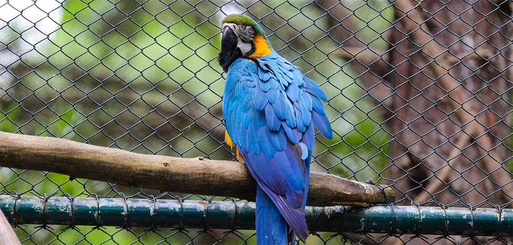 Parque do Rio Vermelho já resgatou e devolveu 30 mil animais à natureza