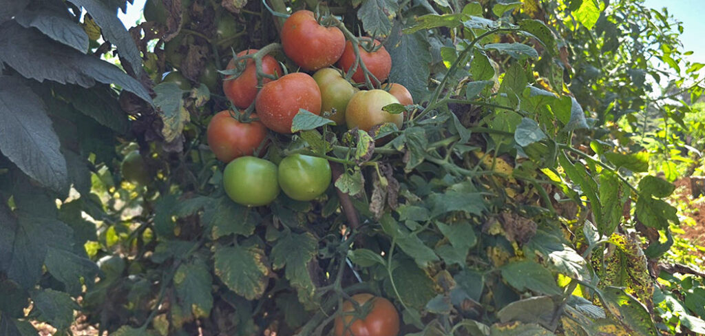 Lebon Régis se destaca na produção de hortifruti em Santa Catarina