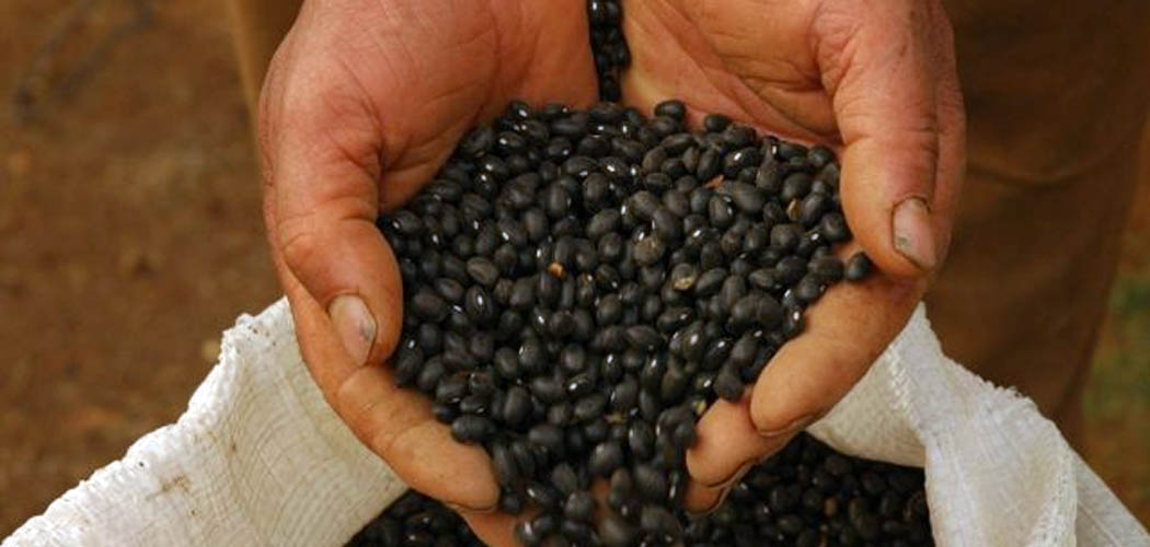 Oeste de SC se destaca nos índices de produtividade de feijão/Foto: Aires Mariga / Epagri