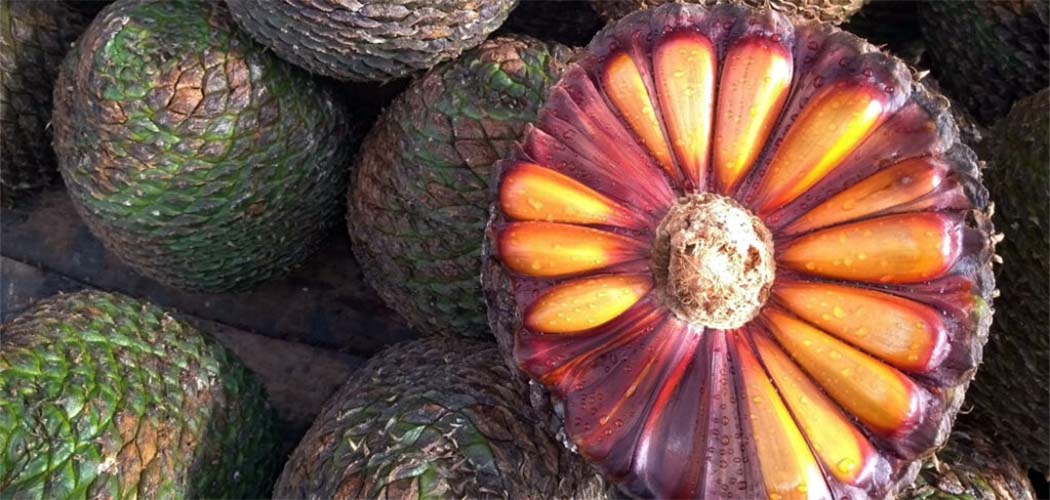 Epagri desenvolve araucárias enxertadas para a produção de pinhão precoce/Foto: Arquivo Bom Dia SC
