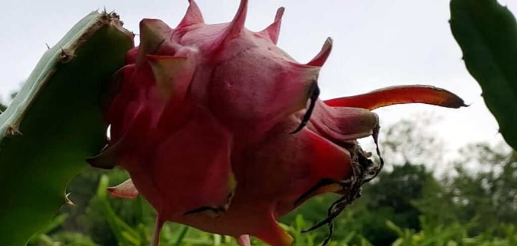 A Pitaya é destaque na Rota Turística de Herval d’ Oeste