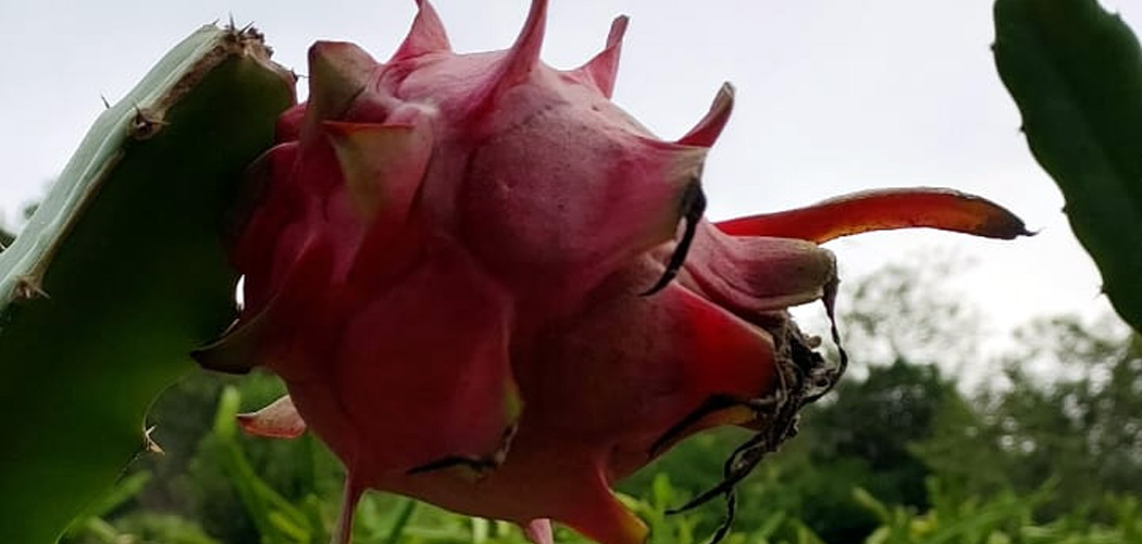 A Pitaya é destaque na Rota Turística de Herval d’ Oeste