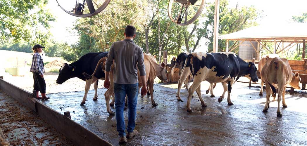 Programa Leite Bom SC estimula novos investimentos e a permanência do produtor no campo/Foto: Fabiano Pereira