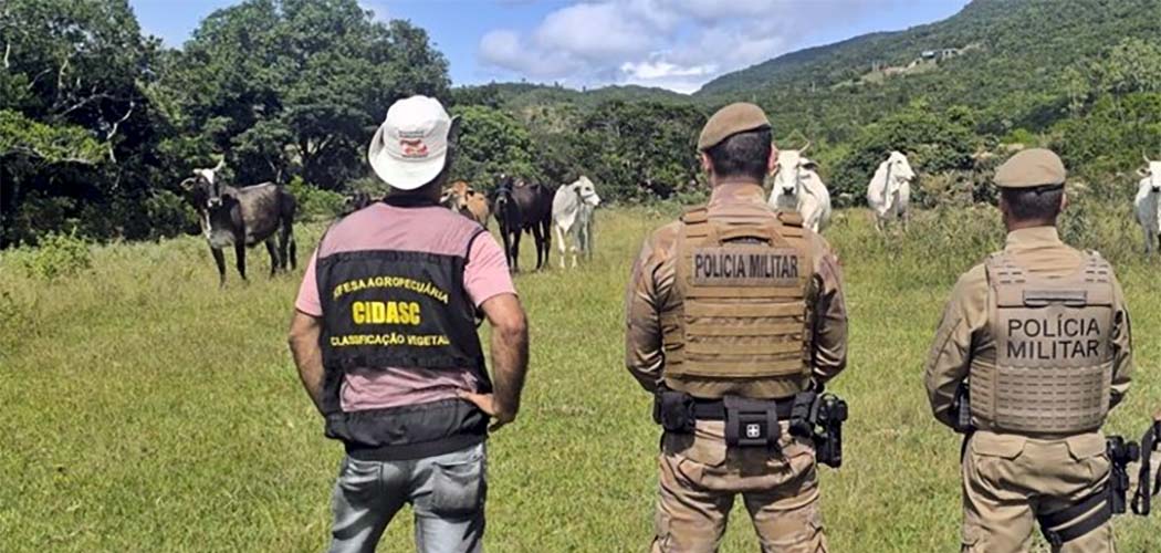 Farra do Boi SC