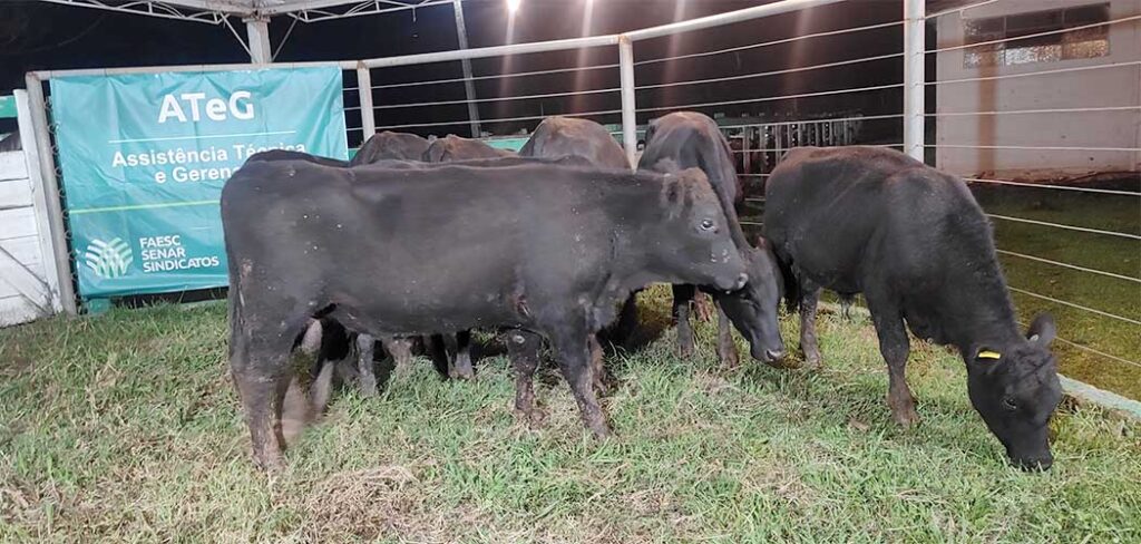 Leilão bovinos em SC