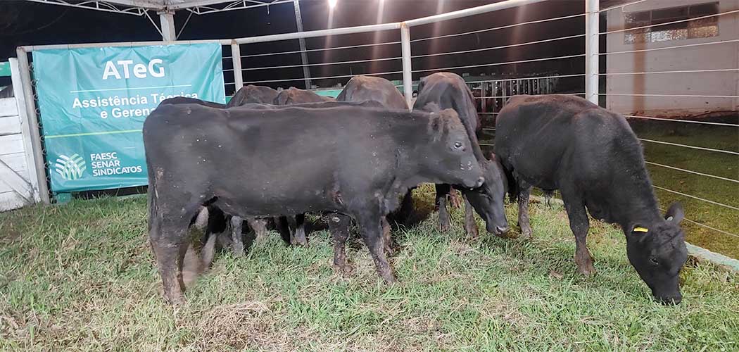 Leilão bovinos em SC