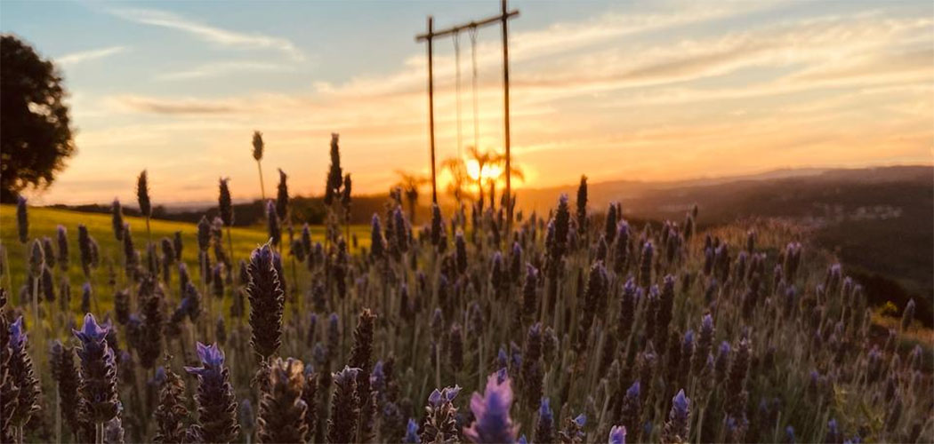 Herval D’Oeste recebe abertura oficial da colheita da lavanda no dia 18 de maio