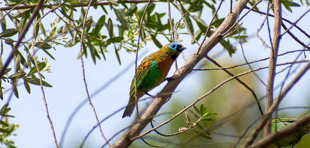 Aves em Itapema