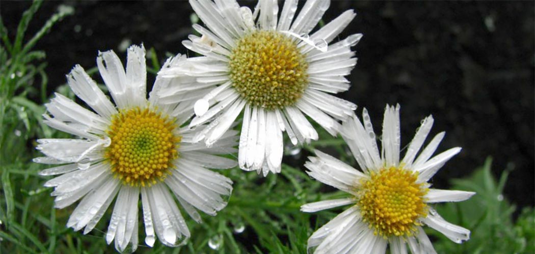 Hysterionica pinnatisecta, carinhosamente apelidada de “margaridinha das nuvens”, uma flor endêmica e extremamente rara