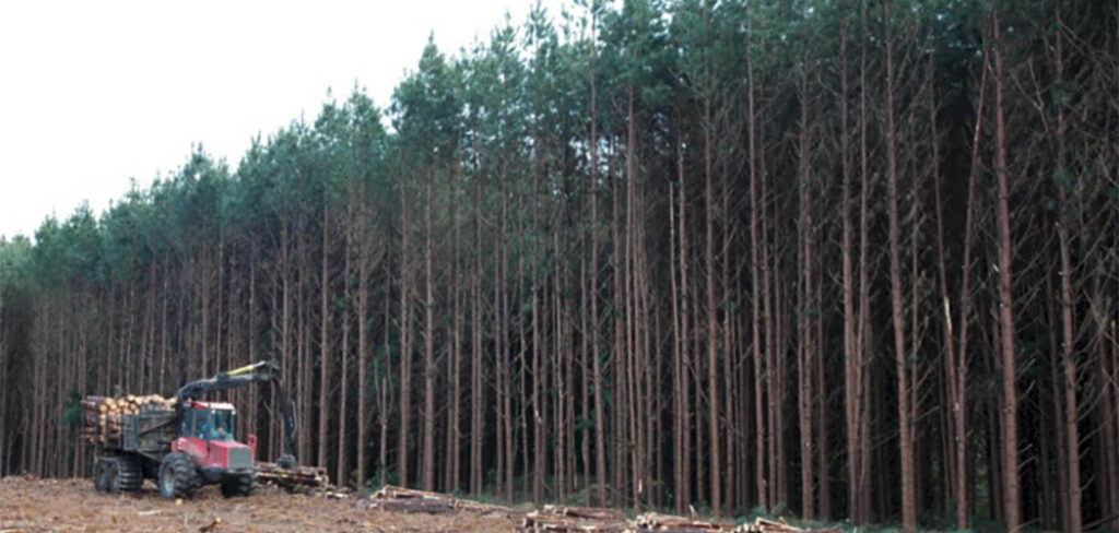 Plantação de Pinus
