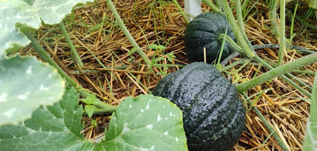 Segurança alimentar